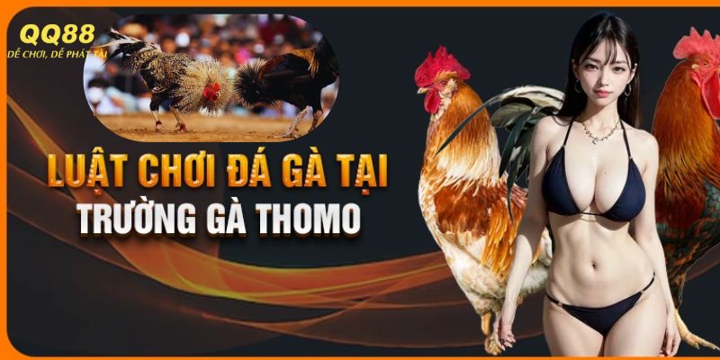 Quy định người chơi cần nắm khi tham gia trường gà Thomo