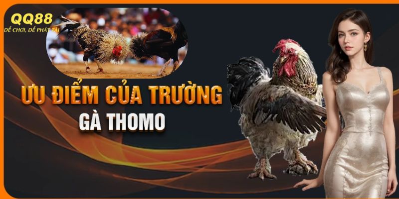 Ưu điểm của trường gà Thomo giúp thu hút đông đảo người chơi